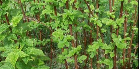 Kako saditi maline u jesen